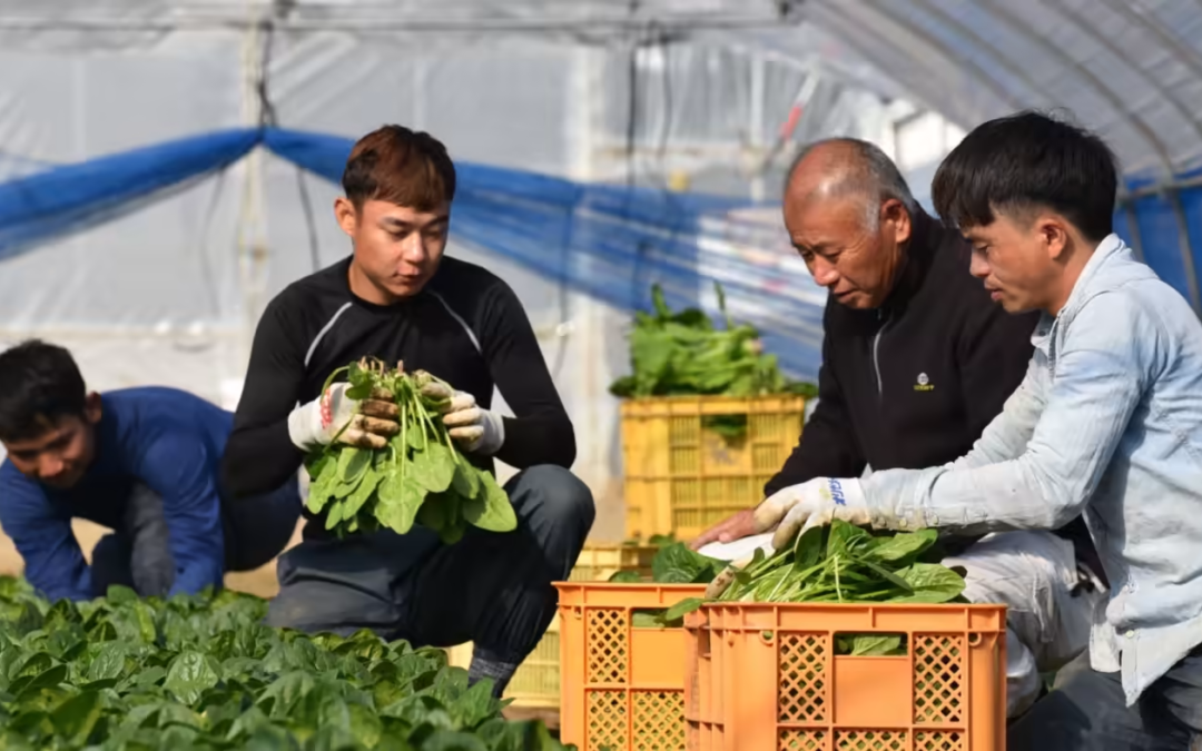 Japanese farms turn to foreign workers as rural population ages